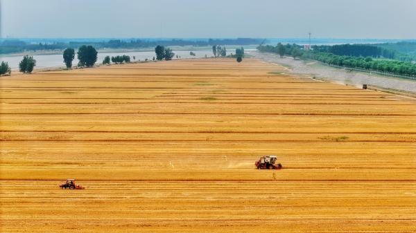 从空中俯瞰，流经山东省惠民县的黄河与金黄的麦田，交织成一幅大地流金的壮美图景。吕占民摄